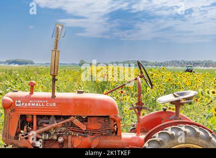 Vieux tracteur Farmall rouge assis dans un champ de tournesols Banque D'Images