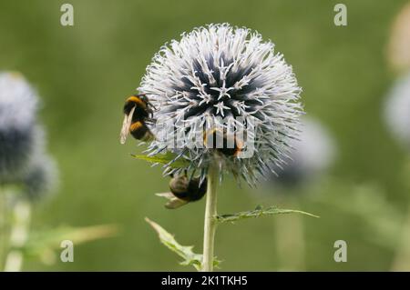 Tête de fleur de grand chardon avec trois bourdons, gros plan, mise au point sélective Banque D'Images