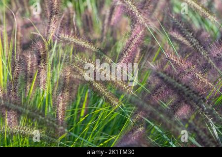 Herbe de fontaine chinoise ornementale par nom Pennisetum Alopecuroides Red Head, photographiée au début de l'automne avec un objectif macro au RHS Wisley Garden, Royaume-Uni Banque D'Images