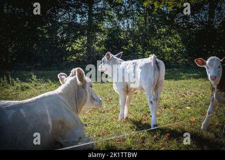 sur un pré vert, les vaches mères avec des veaux sont au soleil Banque D'Images