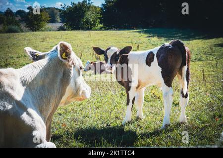 sur un pré vert, les vaches mères avec des veaux sont au soleil Banque D'Images