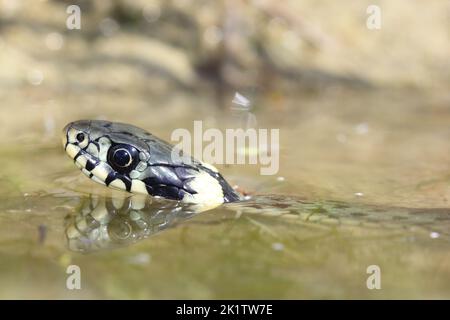 La couleuvre d'herbe (Natrix natrix) nageant à la surface de l'eau. La tête du serpent est visible uniquement. Banque D'Images