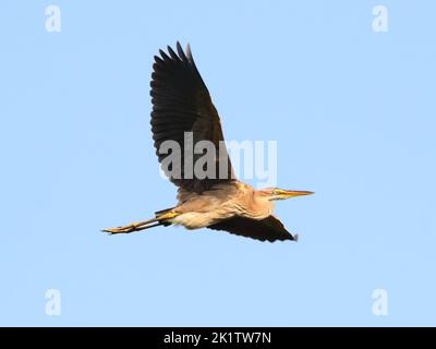 Le jeune héron violet (Ardea purpurea) oiseau dans son habitat naturel Banque D'Images