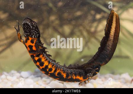 Le nouveau-né du Danube ou le nouveau-né du Danube (Triturus dobrogicus) mâle dans un habitat naturel sous l'eau Banque D'Images