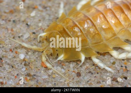 Tête d'isopodes benthiques crustacés (Sadiria entomon) sur le sol sablonneux de la mer Baltique Banque D'Images