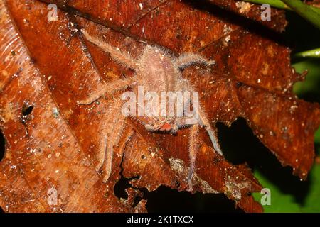 David Bowie Huntsman Spider (Heteropoda davidbogie) sur la feuille dans un habitat naturel Banque D'Images