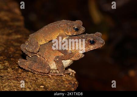 Le crapaud à crête (Ingerophrynus divergens) se couple dans l'ampelune d'un habitat naturel, Bornéo Banque D'Images