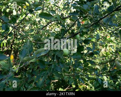 Un gros plan d'un pommier à crabe avec de petites pommes vertes sur des branches d'arbre avec lumière du soleil Banque D'Images