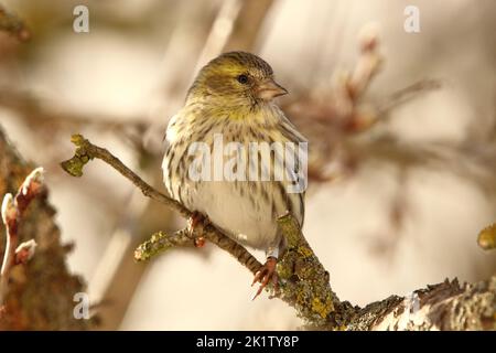 Femelle de siskin eurasien, de siskin européen, de siskin commun (Spinus spinus) dans un habitat naturel Banque D'Images