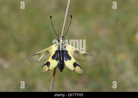 La mouche à tête (Libelloides macaronius) dans un habitat naturel Banque D'Images