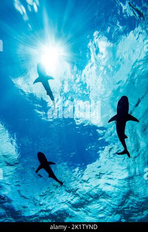 Silhouettes de trois requins de récif à pointe noire, Carcharhinus melanopterus, qui glissent juste en dessous de la surface, Yap, Micronésie. Banque D'Images