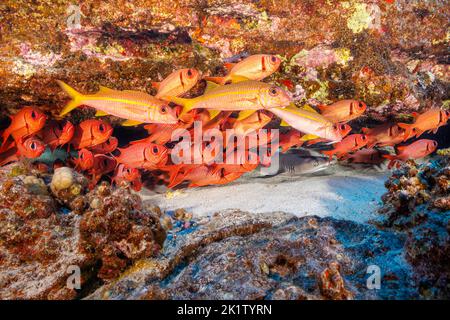 Un petit requin-taupe blanc, Triaenodon obesus, repose dans un étau derrière le poisson-chèvre à nageoires jaunes, Mulloidichthys vanicolensis et le soliterfis à épaulettes Banque D'Images