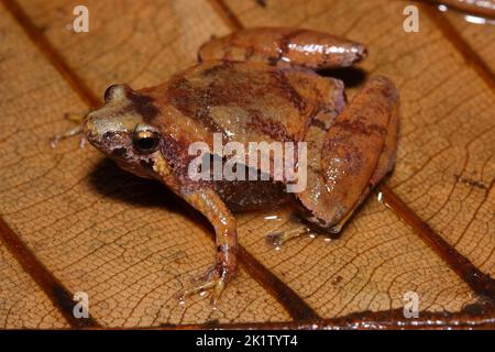 Grenouille à col étroit de Matang, grenouille à col étroit de Bornéo (Microhyla borneensis) dans un habitat naturel Banque D'Images