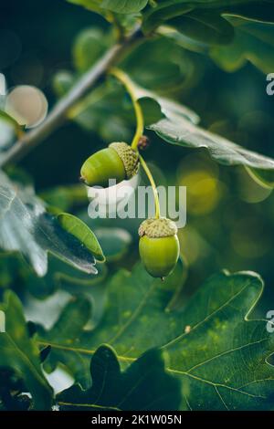 Des Acorns verts accrochés à Oak Tree. Photo de haute qualité Banque D'Images