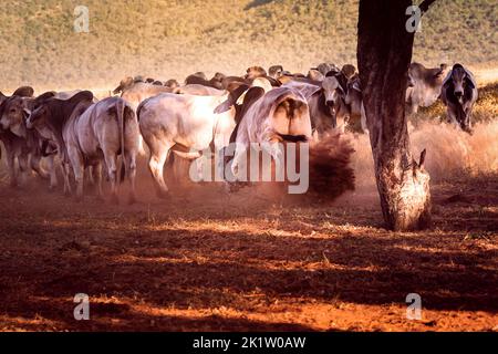 Taureaux blancs dans les cours sur une station de bétail éloignée dans le territoire du Nord en Australie au lever du soleil. Banque D'Images