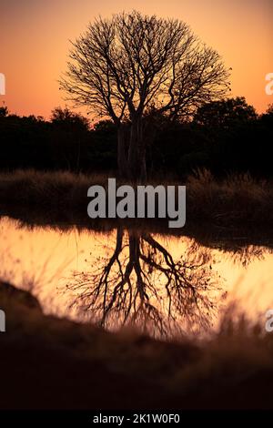 Baobab dans la lumière orange chaude du coucher de soleil en Australie occidentale. Réflexion dans l'eau. Banque D'Images