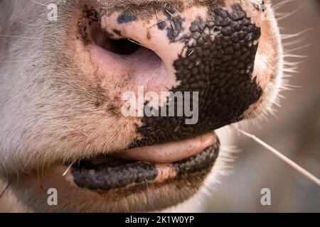 Gros plan sur le nez et la bouche d'une vache, la langue dépasse Banque D'Images