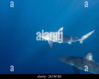 Requin Galapagos (Carcharhinus galapagensis) de la rive nord de O'ahu, Hawaii, États-Unis. Banque D'Images