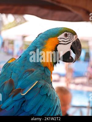 oiseau de macaw bleu et jaune exotique en gros plan Banque D'Images