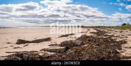 Les algues et les défenses marines ont été délavées dans la baie d'Alnmouth, à Alnmouth, dans le Northumberland, en Angleterre. Banque D'Images