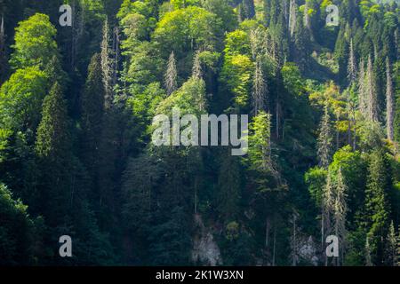 Rize, Turquie - septembre 2022 : montagnes de Kackar avec paysage forestier vert Banque D'Images