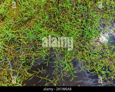 Détail d'une vue aérienne de dessus de la forêt tropicale amazonienne Banque D'Images
