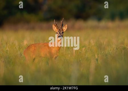Cerf de Virginie debout dans de longues prairies au lever du soleil d'automne Banque D'Images