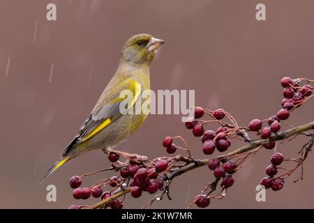Verdfinch européen assis sur le Bush rosehip en pleine pluie Banque D'Images