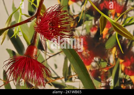 Eucalyptus leucoxylon (Euky Dwarf) flowers and foliage Stock Photo