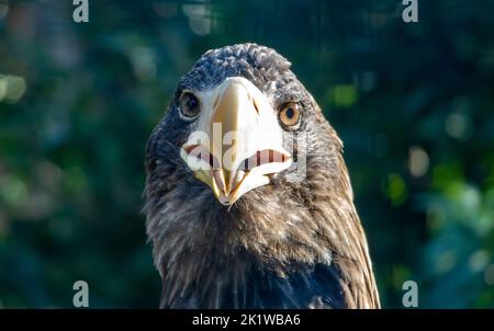 Portrait de l'aigle de mer de steller (Haliaeetus pelagicus) regardant la caméra Banque D'Images