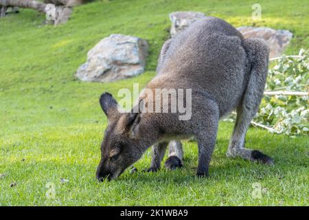 Un wallaby à col rouge - Notamacropus rufogriseus sur un pré vert Banque D'Images