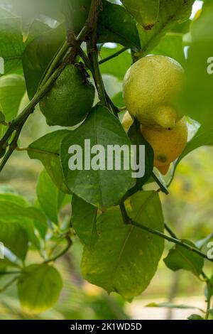 Citrus × limon exceptionnel 'Garey's Eureka', citron 'Eureka', citron 'four Seasons', citron 'quatre Saisonss', gros plan sur l'arbre Banque D'Images