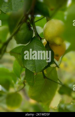 Citrus × limon exceptionnel 'Garey's Eureka', citron 'Eureka', citron 'four Seasons', citron 'quatre Saisonss', gros plan sur l'arbre Banque D'Images