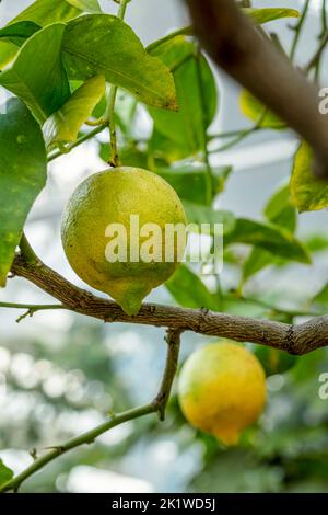 Citrus × limon exceptionnel 'Garey's Eureka', citron 'Eureka', citron 'four Seasons', citron 'quatre Saisonss', gros plan sur l'arbre Banque D'Images