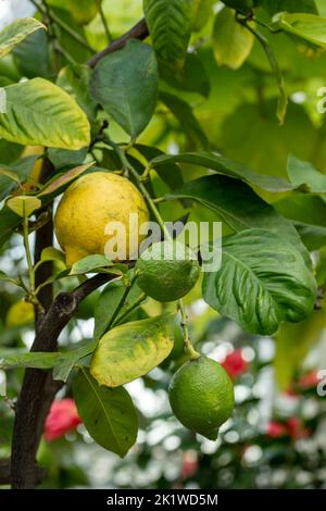 Citrus × limon exceptionnel 'Garey's Eureka', citron 'Eureka', citron 'four Seasons', citron 'quatre Saisonss', gros plan sur l'arbre Banque D'Images