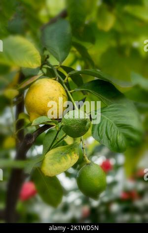 Citrus × limon exceptionnel 'Garey's Eureka', citron 'Eureka', citron 'four Seasons', citron 'quatre Saisonss', gros plan sur l'arbre Banque D'Images