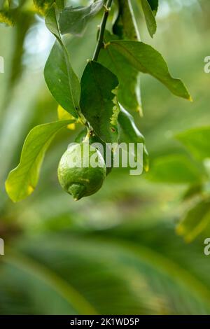 Citrus × limon exceptionnel 'Garey's Eureka', citron 'Eureka', citron 'four Seasons', citron 'quatre Saisonss', gros plan sur l'arbre Banque D'Images