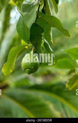 Citrus × limon exceptionnel 'Garey's Eureka', citron 'Eureka', citron 'four Seasons', citron 'quatre Saisonss', gros plan sur l'arbre Banque D'Images