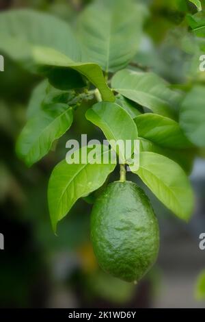 Verdant Citrus Medica plante et fruits Banque D'Images