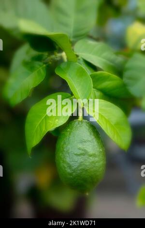 Verdant Citrus Medica plante et fruits Banque D'Images