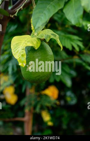 Verdant Citrus Medica plante et fruits Banque D'Images