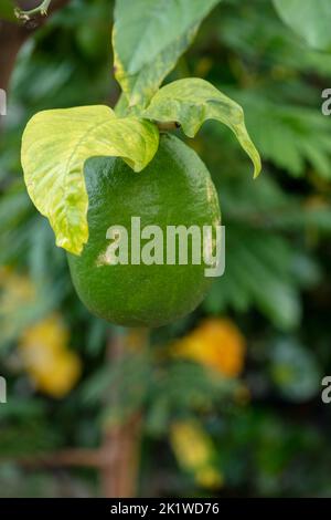 Verdant Citrus Medica plante et fruits Banque D'Images