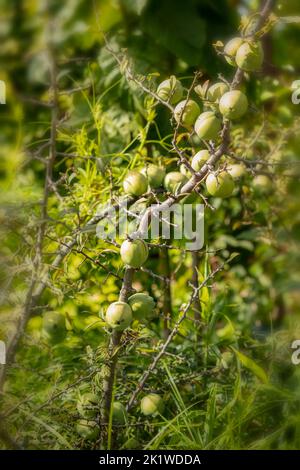 Chaenomeles Cathayensis ‘Chinese Floraison Quince’. Gros plan naturel Banque D'Images