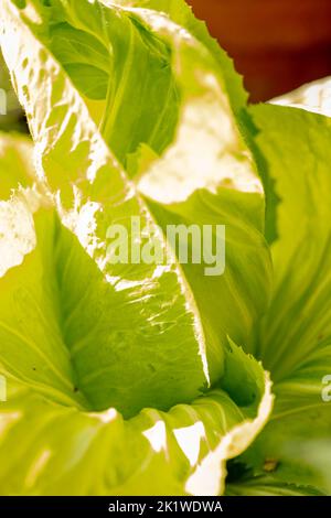 Chicory Radient ‘Pan di Zucchero’, Cichorium intybus ‘Pan di Zucchero’, radicchio ‘Pan di Zucchero’, représentation végétale, alimentaire Banque D'Images