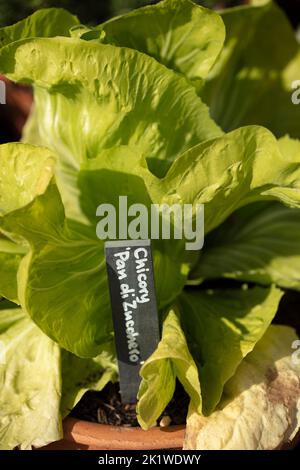 Chicory Radient ‘Pan di Zucchero’, Cichorium intybus ‘Pan di Zucchero’, radicchio ‘Pan di Zucchero’, représentation végétale, alimentaire Banque D'Images