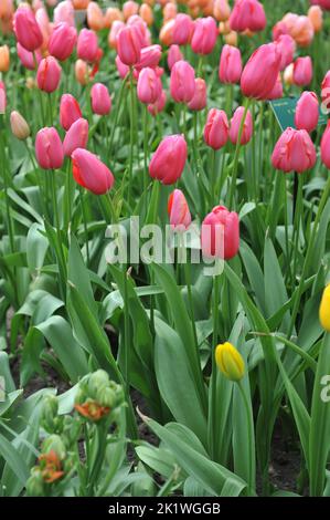 Rose unique tulipes tardives (Tulipa) renown floraison dans un jardin en avril Banque D'Images