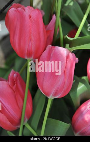 Rose unique tulipes tardives (Tulipa) renown floraison dans un jardin en avril Banque D'Images