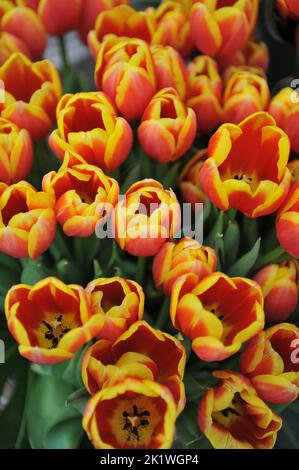 Un bouquet de tulipes rouge et jaune (Tulipa) feu de roche dans un jardin en avril Banque D'Images