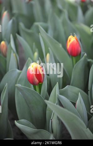 Tulipes rouge et jaune (Tulipa) Rock le feu fleurit dans un jardin en mars Banque D'Images