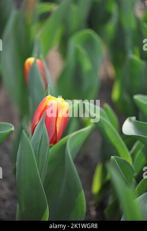 Tulipes rouge et jaune (Tulipa) Rock le feu fleurit dans un jardin en mars Banque D'Images